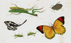 [Poissons, papillons et insectes divers], 18e siècle