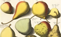 Pomologie ou Description des meilleures sortes de pommes  et de poires que l'on estime et cultive le plus, J. Knoop, 1771