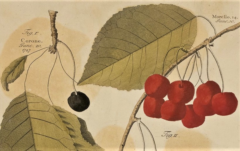 Pomona or the Fruit-garden illustrated..., B. Langley, 1776-1779