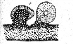 PRINGSHEIM, Nathanaël (1823-1894) Über die Befruchtung und Keimung der Algen
