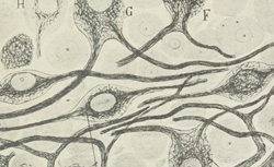 RAMÓN y CAJAL, Santiago (1852-1934) Textura del sistema nervioso del hombre y de los vertebrados