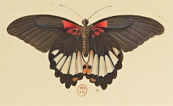      Recueil de Papillons, Oiseaux et Poissons de différentes Espèces tant de France que des Pays étrangers, C. Aubriet, 1700