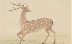 Recueil de Plantes, Animaux, Travaux et Habillemens de la Chine, G. Regnault, 18e siècle
