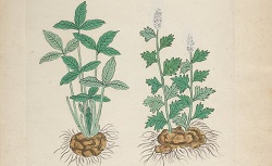 Recueil de plantes ou Collection des plantes vénéneuses de la Chine. 18e siècle