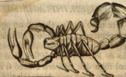 REDI, Francesco (1626-1697) Esperienze intorno alla generazione degl'insetti