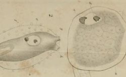 REMAK, Robert (1815-1865) Ueber extracellulare Entstehung thierischer Zellen