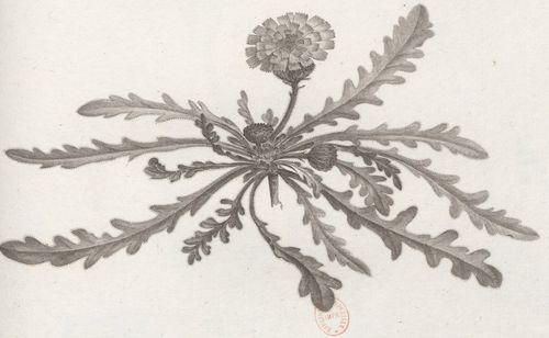 Flora Atlantica, 1797-1799