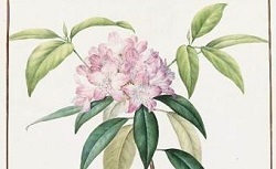 Accéder à la page "Rhododendron"