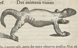 RONDELET, Guillaume (1507-1566) Libri de piscibus marinis