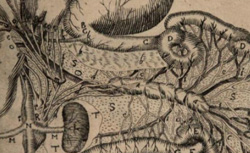 RUDBECK, Olof (1630-1702) Nova exercitatio anatomica