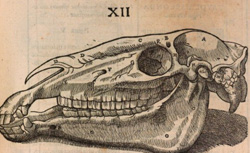 RUINI, Carlo (1530?-1598) Dell'Anatomia, e dell'Infirmità del Cavallo