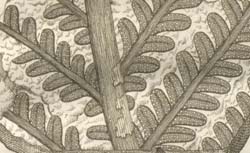 SCHEUCHZER, Johann Jacob (1672-1733) Herbarium diluvianum