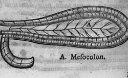 SEVERINO, Marco Aurelio (1580-1656) Zootomia Democritaea