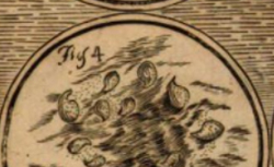 SPALLANZANI, Lazzaro (1729-1799) Dissertazioni due