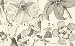 SPRENGEL, Christian Konrad (1750-1816) Das entdeckte Geheimniss der Natur im Bau und in der Befruchtung der Blumen