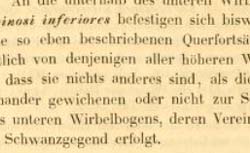 STANNIUS, Hermann (1808-1883) Lehrbuch der vergleichenden Anatomie der Wirbelthiere