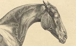 STUBBS, George (1724-1806) The Anatomy of the Horse