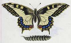 Suite de papillons gravés et coloriés par Mad. Le Comte