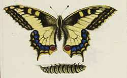 Suite de papillons gravés et coloriés, Marguerite Lecomte, 1765