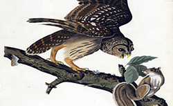 The Birds of America, J. J. Audubon, 1827-1830
