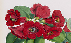 The Rhododendrons of Sikkim-Himalaya, J. D. Hooker, 1849-1851