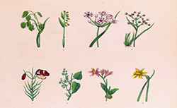 Traité de botanique générale : atlas, J-A. Barral, A. Dupuis et al.,1866