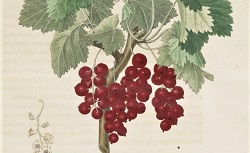 Traité des arbres fruitiers, H.-L. Duhamel du Monceau, 1768