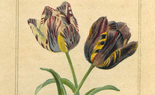 Malo, Charles, Histoire des tulipes, [18..]