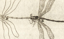 VAN LEEUWENHOEK, Antonie (1632-1723) Arcana naturae detecta