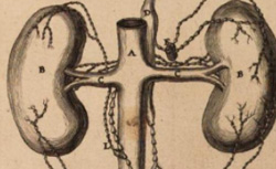 VERHEYEN, Philip (1648-1710) Corporis Humani Anatomia
