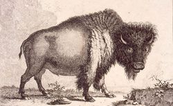 Bison jubatus, Heuvel, illustrateur et Bras, graveur (1768)