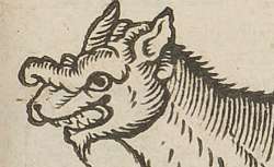 Figure d'un loup ravissant trouve en la forest des Ardennes, 1587