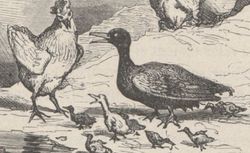 Accéder à la page "Le vilain petit canard (1862)"