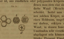 VIRCHOW, Rudolf (1821-1902) Die Cellularpathologie