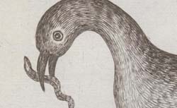 WILLUGHBY, Francis (1635-1672) Ornithologiae libri tres