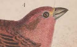 WILSON, Alexander (1766-1813) American Ornithology