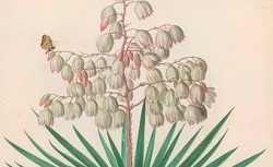 Accéder à la page "Yucca"