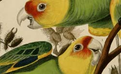 AUDUBON, John James (1785-1851) The birds of America