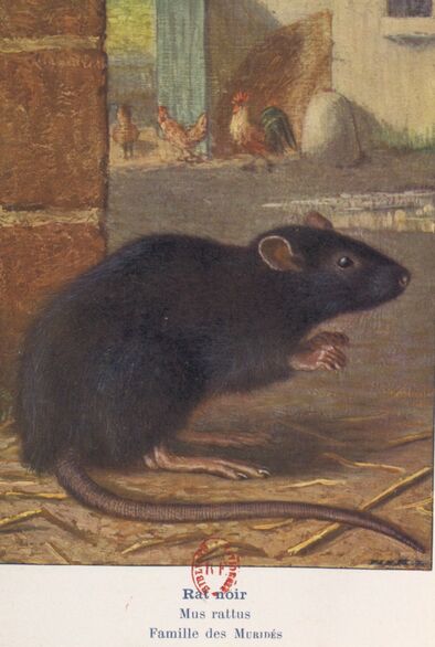 La mort aux rats, mortelle pour nos animaux de compagnie - Poigny-la-Forêt