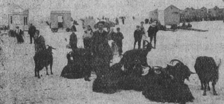 Plages de Dunkerque-Malo-les-Bains. Scènes de plage [chèvres sur la plage]. Image publiée à Dunkerque le 24 mai 1914 dans le journal : Dunkerque l'été