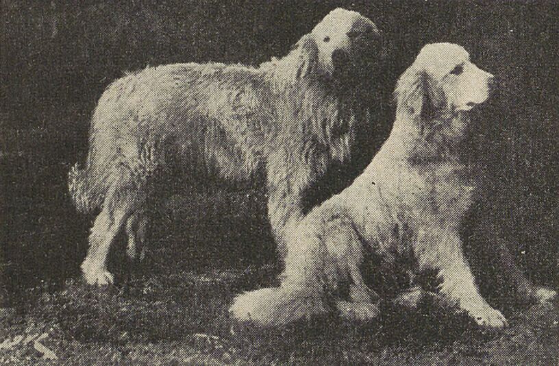Chiens des Pyrénées. Image publiée à Bayonne en 1929 dans le journal : Pyrénées-Océan