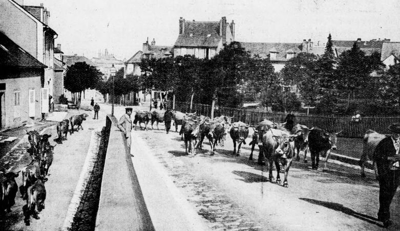 Vacherie traversant Rodez pour se rendre à la montagne. Image publiée à Rodez en mai/juin 1914 dans le journal : L'Aveyron-touriste