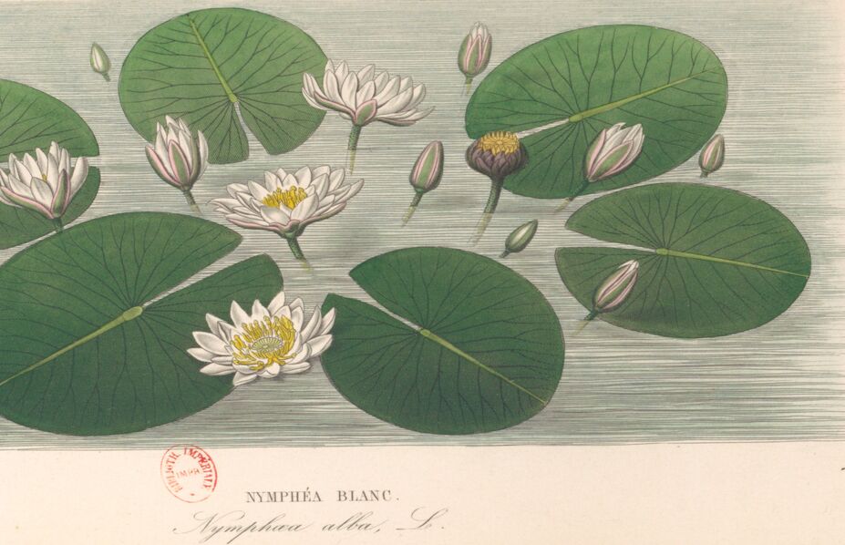 Plante nymphaea alba (nénuphar blanc) : fiche complète, paramètres, volume,  maintenance en aquarium