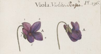La violette des bois | Le blog de Gallica