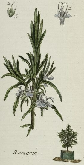 Le romarin (Rosmarinus officinalis) - Une plante aromatique aux vertus  médicinales- Plantes et Santé